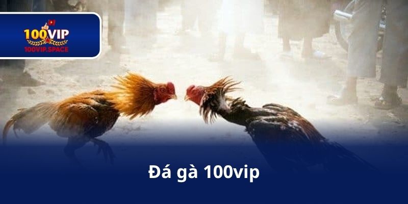 Đá gà 100vip